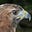 Caribbean Hawk's avatar