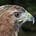 Caribbean Hawk's avatar