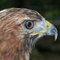 Caribbean Hawk's avatar