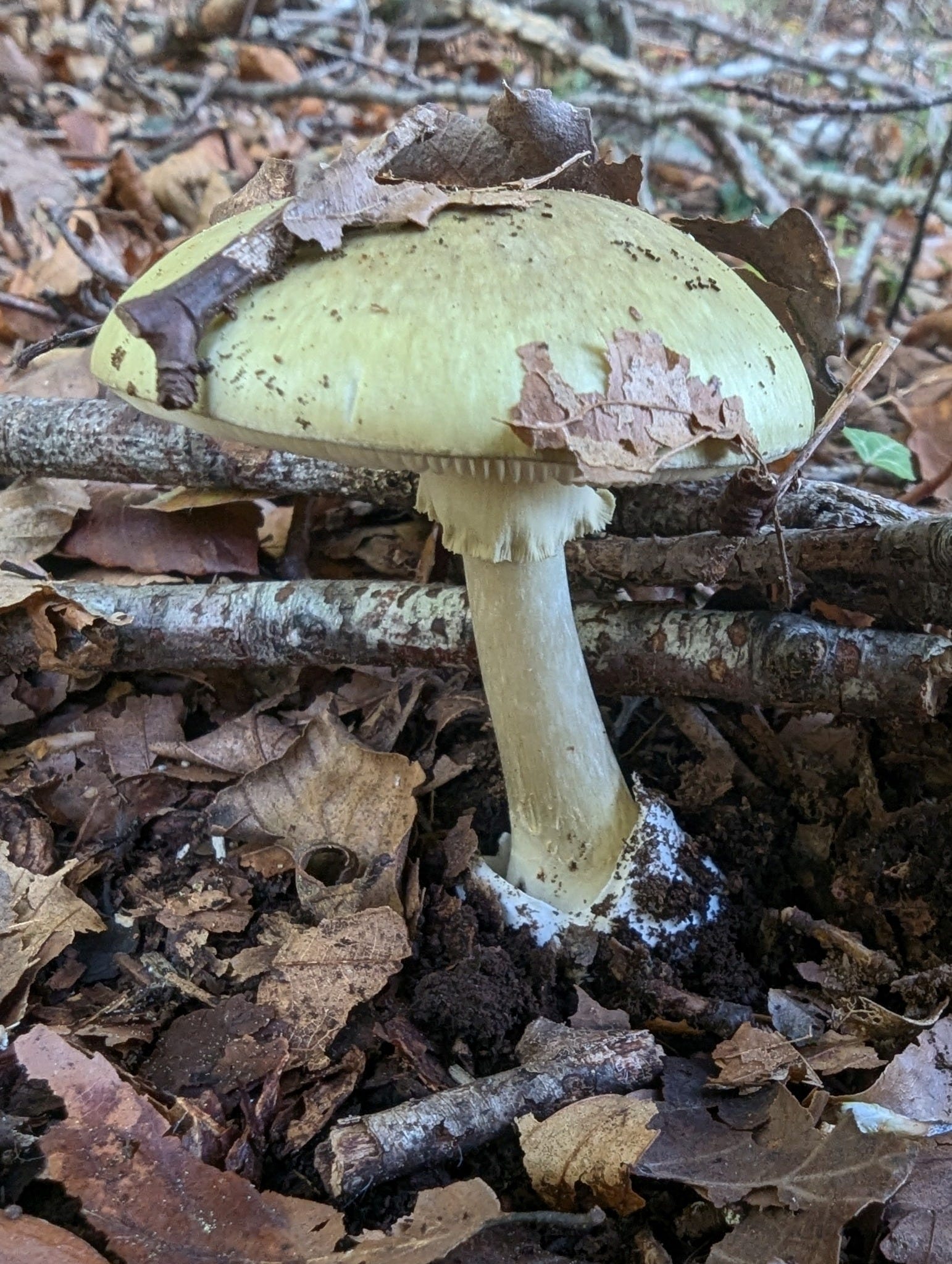 Fatal error - by Melanie Newfield - The Turnstone