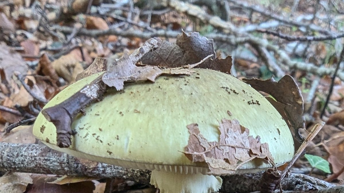 What makes the world's most dangerous mushroom so deadly?