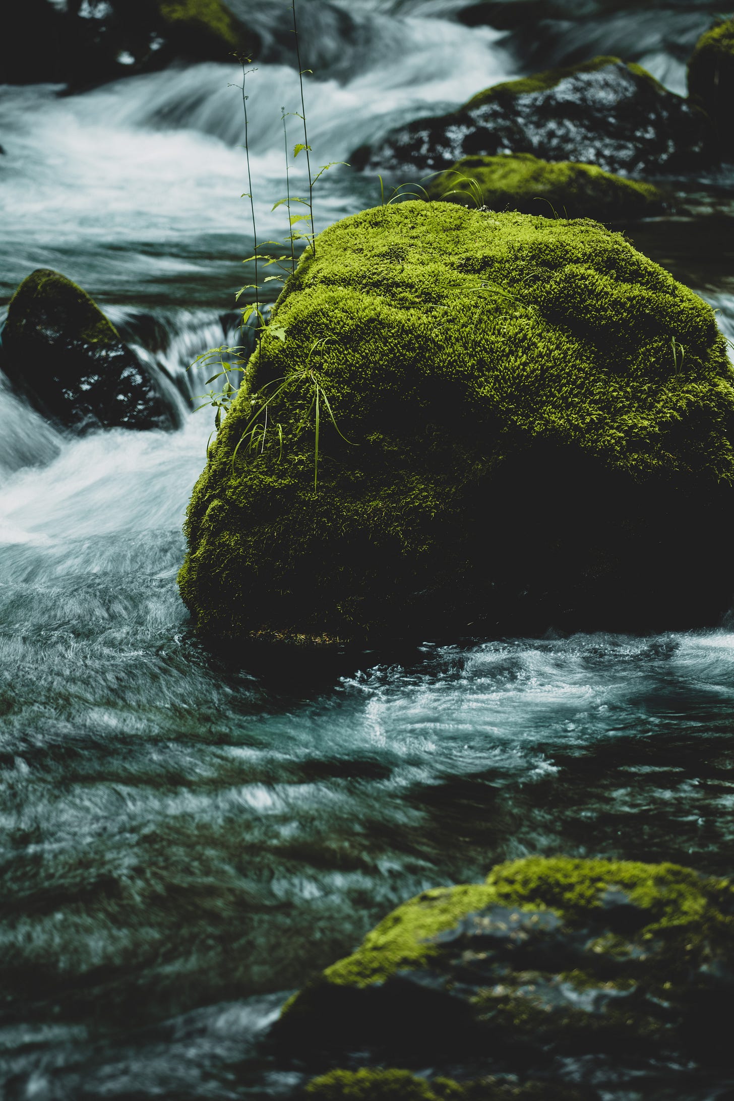 Moss. Via Patrick Hendry on Unsplash.