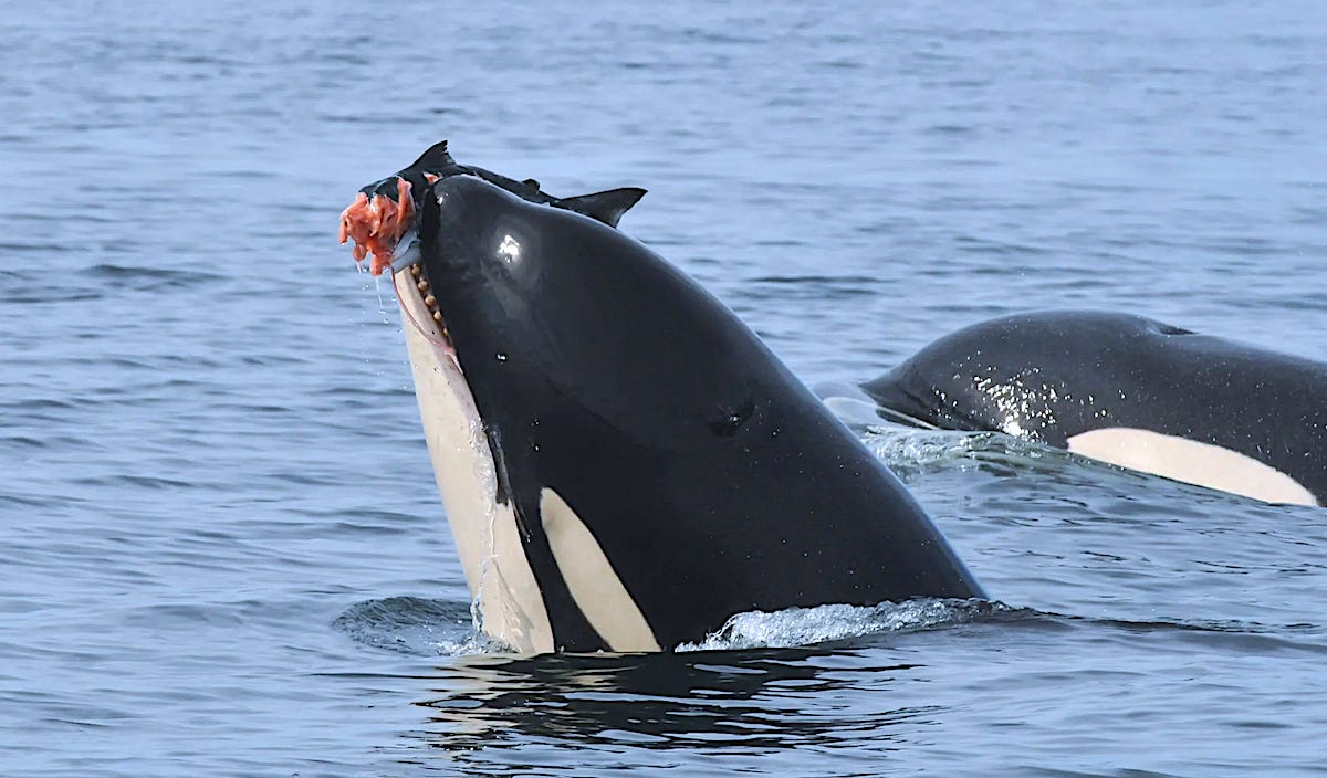 West Coast toxic hot spots threaten endangered salmon and killer whales |  Canada's National Observer: Climate News