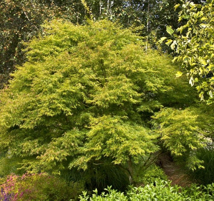 Seiryu Japanese maple tree Seiryu Japanese maple tree