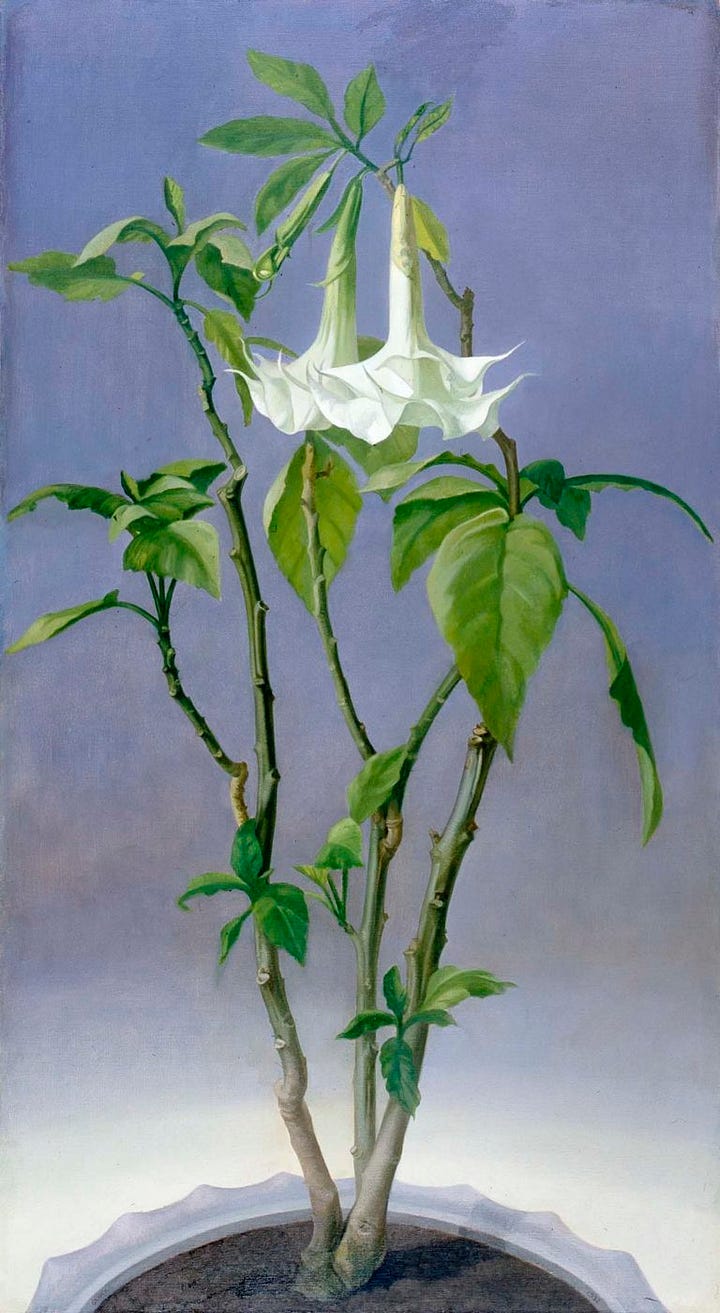 1) Painting of a potted plant with green stems and leaves, featuring 2 large, white, trumpet-shaped flowers at the top. Background is a soft purple gradient, creating a serene tone. The plant is sitting in a grey pot, and it's tall with most of the plant being stems, and leaves. 2) A vase of white calla lilies with lush dark green leaves against a soft pink background. The ornate vase sits on a marble surface, evoking elegance. The painting is inside of one of Gluck's patented frames. The vase is black with gold accents.