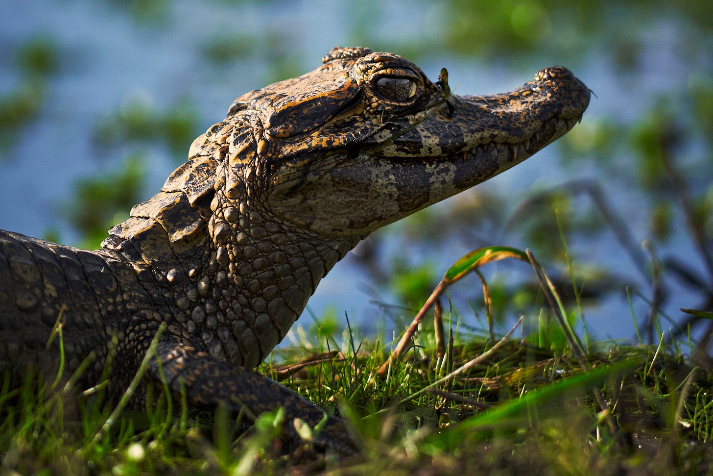 A close-up of a brown crocodile or alligator resting on green grass near the water, with its eye partially closed and detailed textured scales visible. The background is blurred with green and blue hues. A close-up of a brown crocodile or alligator resting on green grass near the water, with its eye partially closed and detailed textured scales visible. The background is blurred with green and blue hues.
