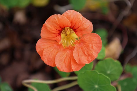 nasturtium flowers