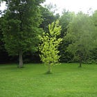 The Big Bang Theory of Trees