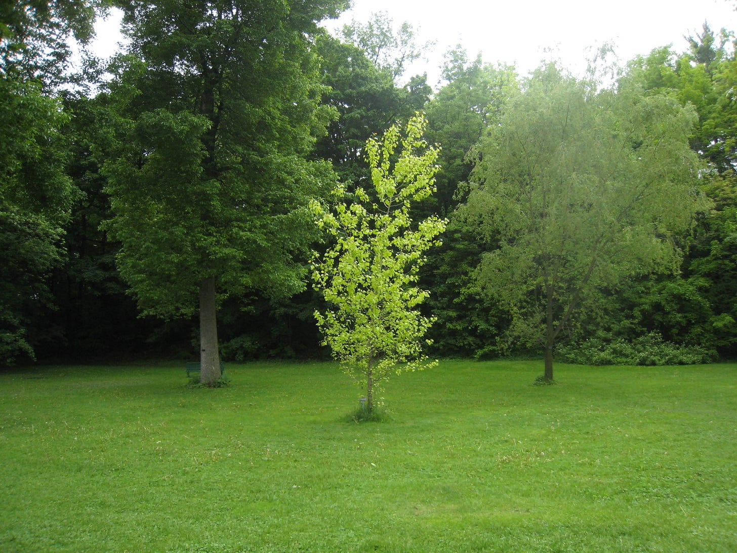 Several trees of different sizes against wall of bigger trees.