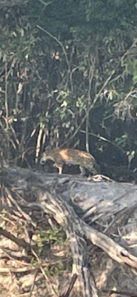 picture of a jaguar, caiman and bungalows, in the amazon jungle. on the Agua Boa river. Agua boa amazon lodge.