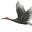 E. M. Crane's avatar