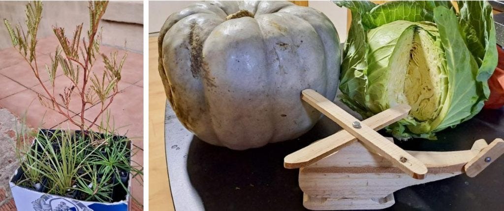 product from tarana farmers market product from tarana farmers market