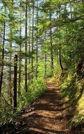 trail through woods