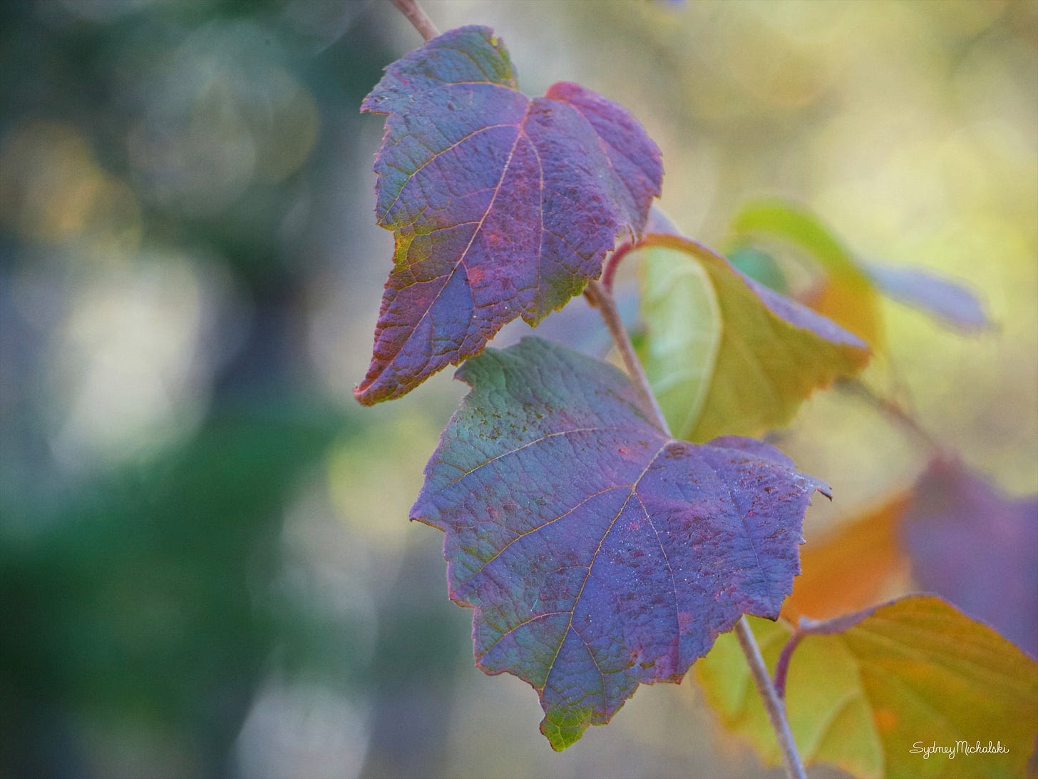 Purple autumn hazelnut leaves, with a background of hazy dappled forest.