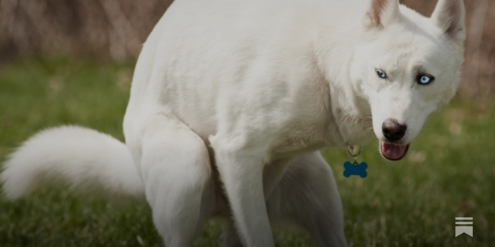 The 50 Crap Albums That I Love! - by Simon Sweetman