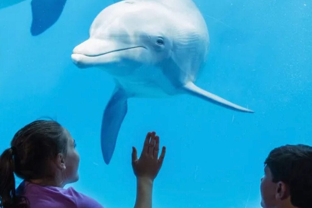 dolphin in a tank dolphin in a tank
