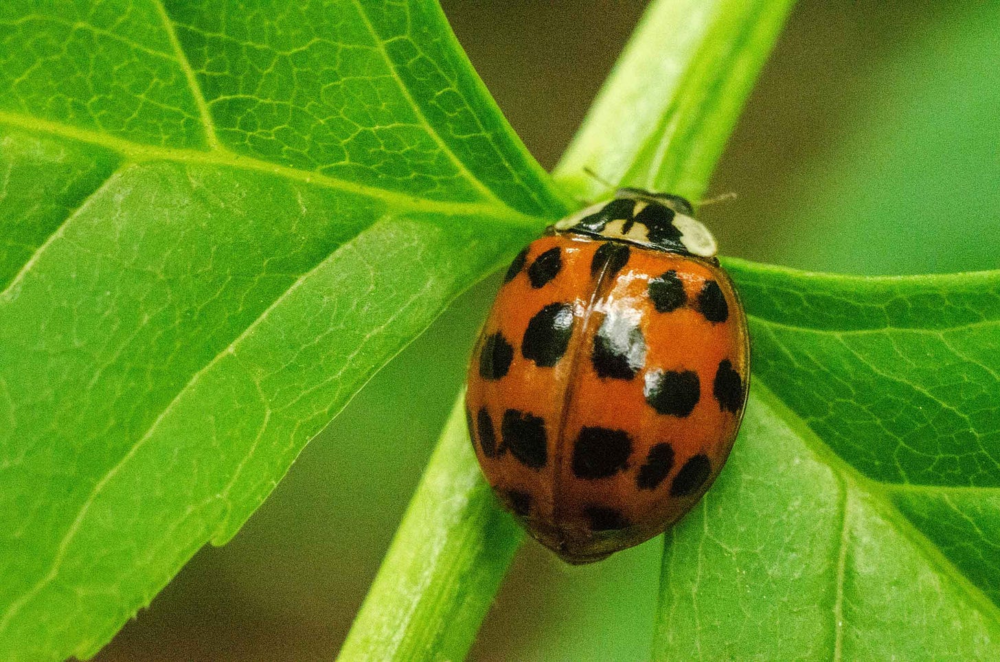 An Asian lady beetle on a leafy branch An Asian lady beetle on a leafy branch