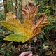 the smell of earth