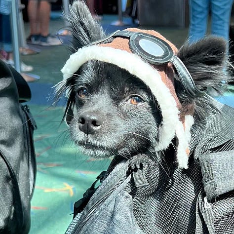 a chihuahua is featured in many photos