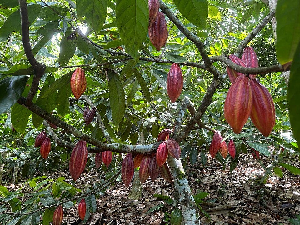 File:Kakao in Fazenda Olhos D'água.jpg