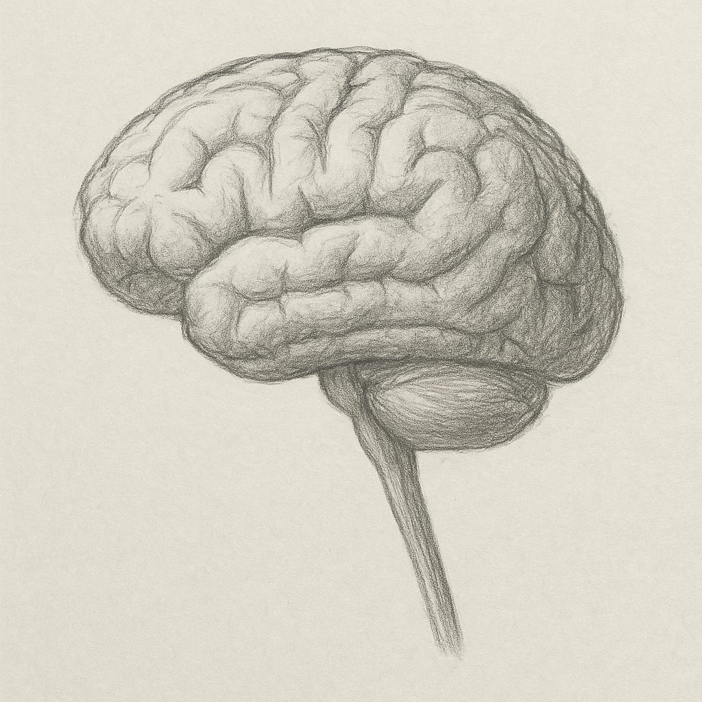 AI sketch based on Merdhin Wylde’s journal notes, showing a brain with a visible brainstem.