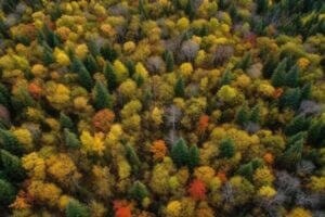 Trees seen from overhead