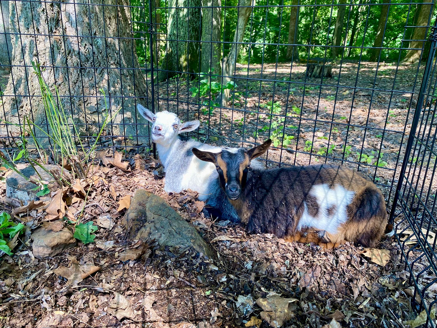 Two goats in a pen