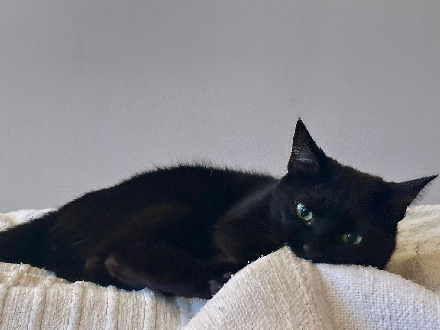 A black cat, who looks strikingly like Toothless from How to Train Your Dragon, biting someone's toes through a blanket.