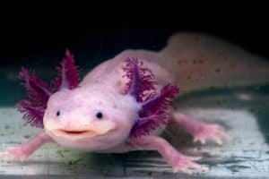 axolotl mexican salamander portrait underwater while looking at you
