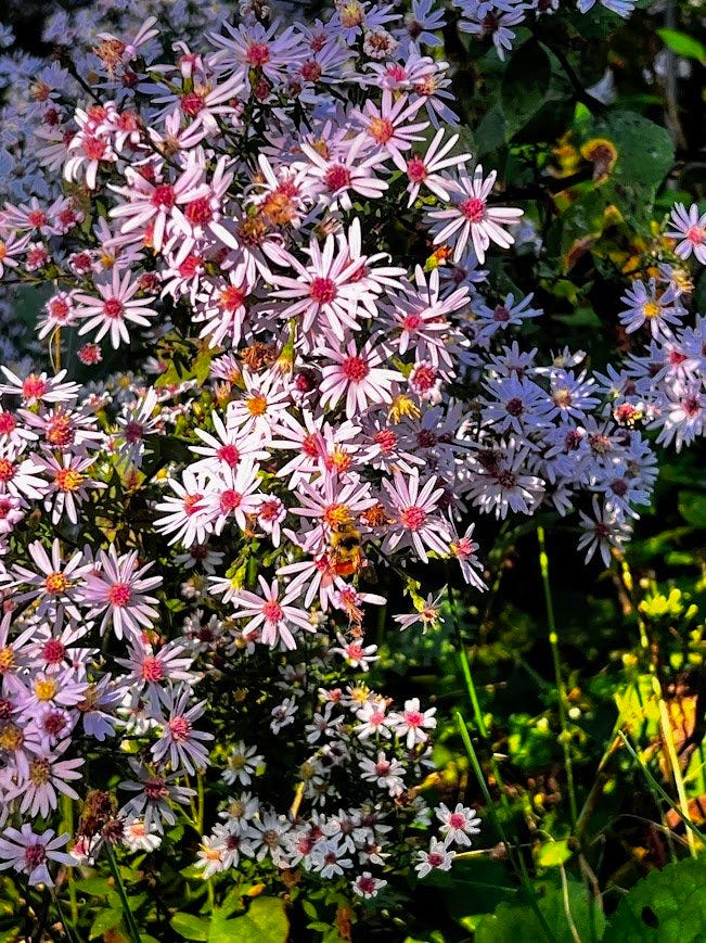 Aster flowers blooming in the sun.