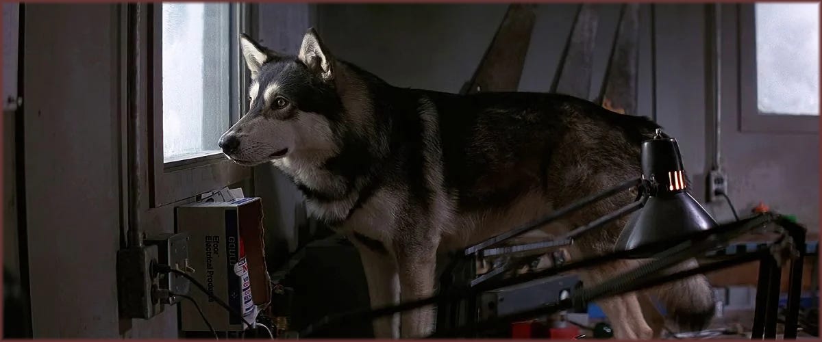 Film frame from The Thing (1982): Jed the wolf-malamute hybrid standing on a worktable, looking out a window of Outpost 31. The exterior scene — the Norwegian being shot — is reflected in his stillness.