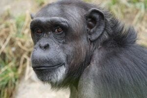 Chimp