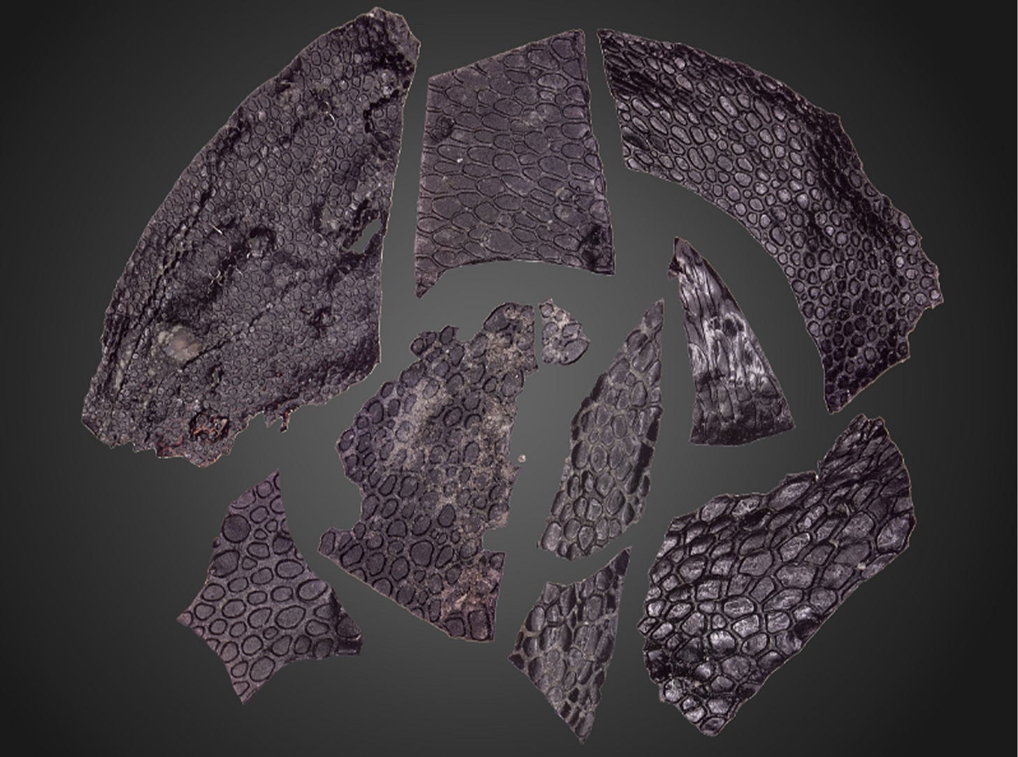 The Oldest Fossilized Reptile Skin Ever Found Predates the Dinosaurs |  Scientific American