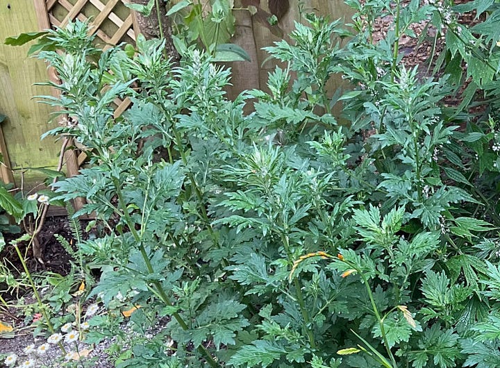 Rosette like terminal green feather-like leaves of mugwort and shrubby stems