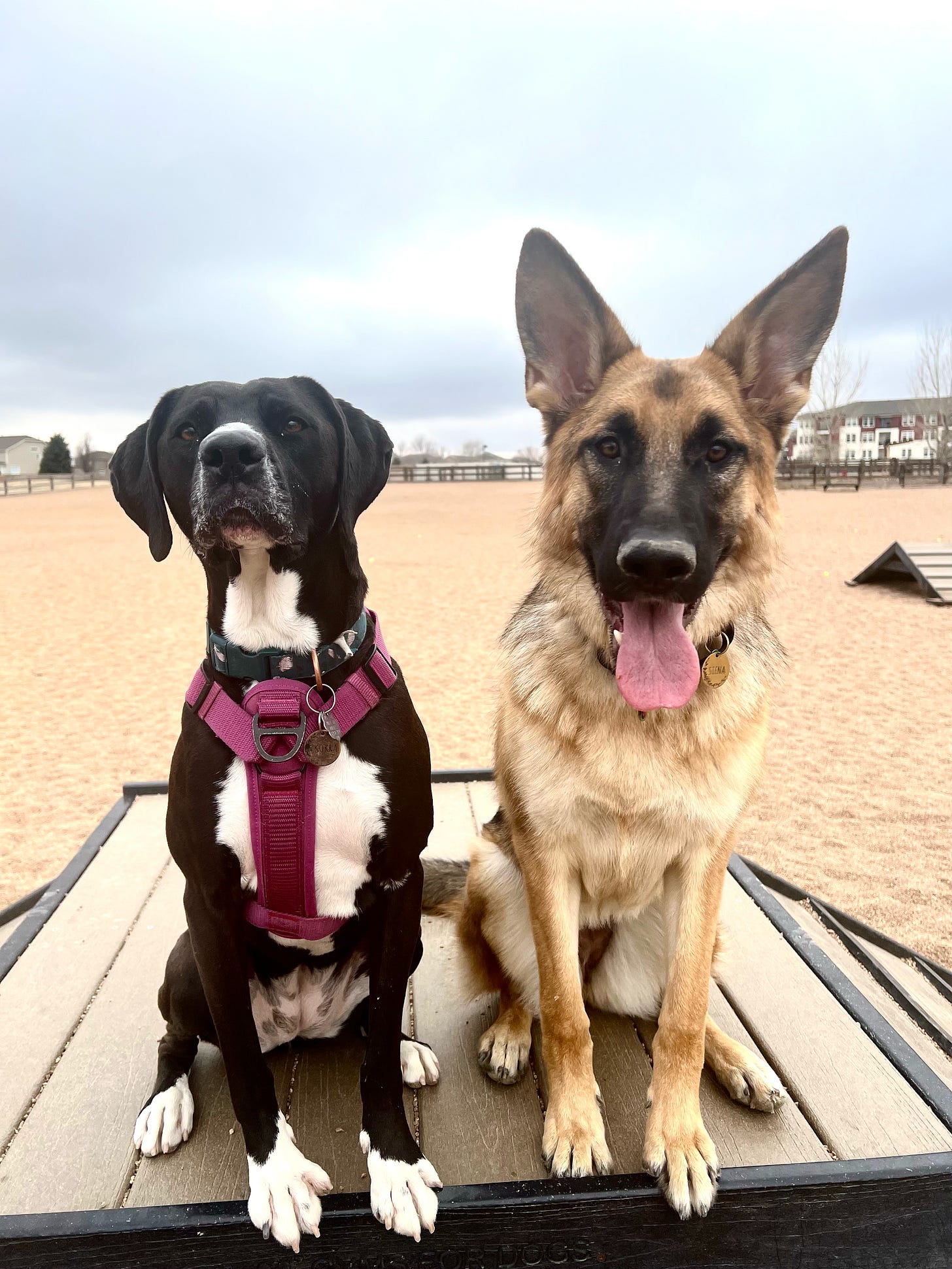 Susanna's dogs sitting on a platform in a large park. Korra is a black dog with white on her chest and belly and paws (like she's wearing socks). To her right is a German Shepherd, Siena. Both are sitting and Siena has her tongue out. Susanna's dogs sitting on a platform in a large park. Korra is a black dog with white on her chest and belly and paws (like she's wearing socks). To her right is a German Shepherd, Siena. Both are sitting and Siena has her tongue out.