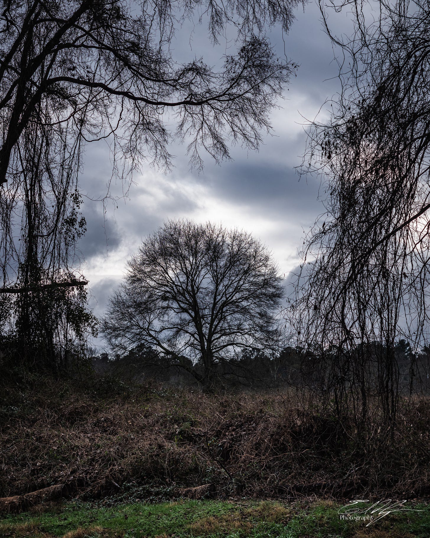 Silhouette tree portrait before dramatic clouds and framed by branches and vines in Athens, Ga