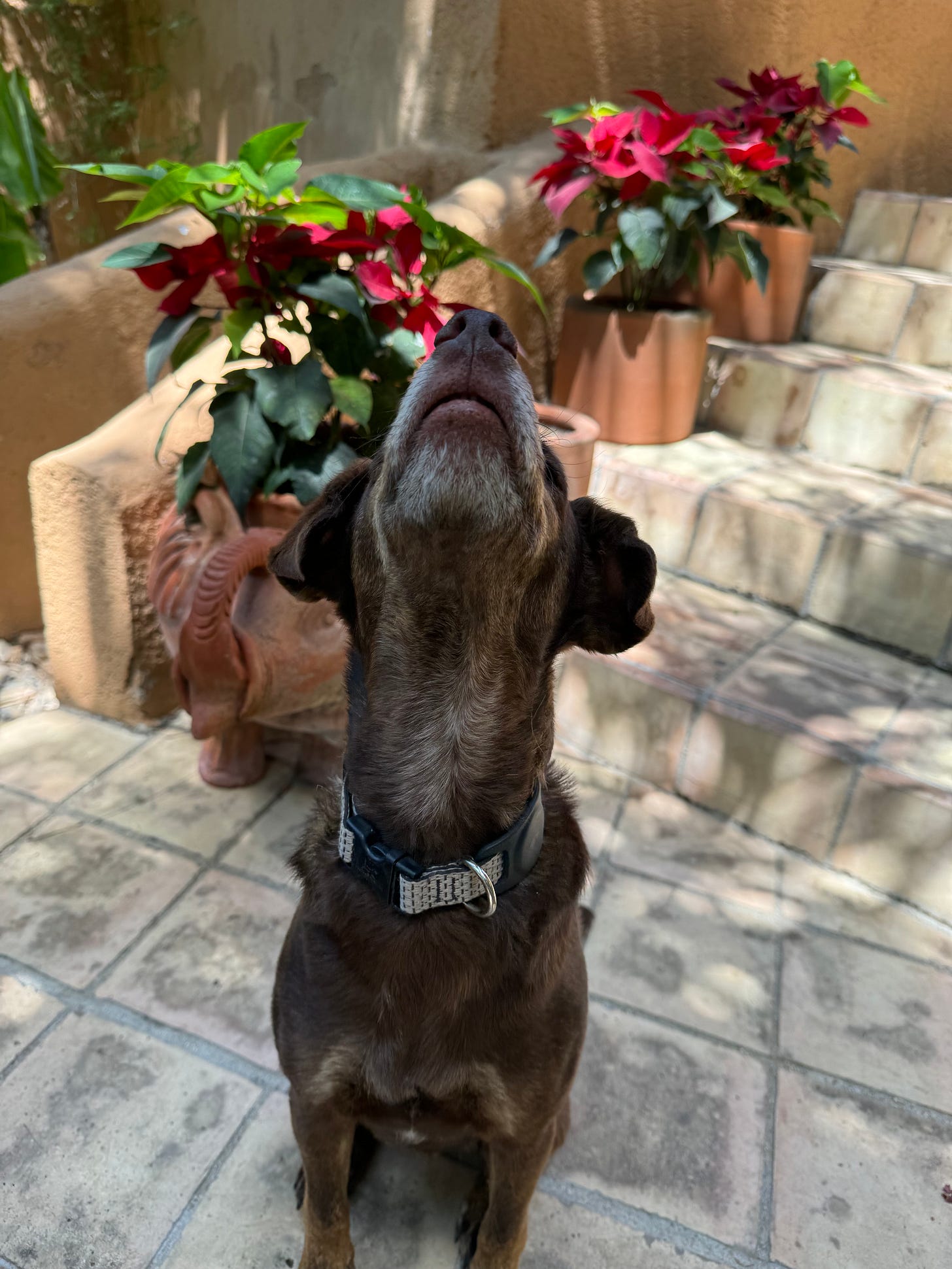 Our dog Loo with his head raised to the sky.