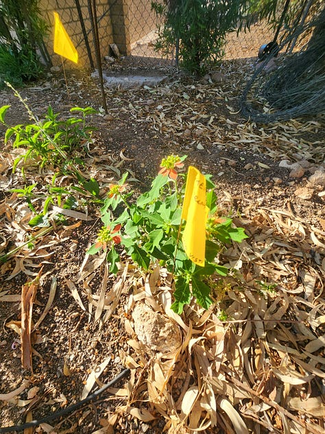 A collaborative community project envisioned and organized by Robin Motzer. Team members include Gillian Paine Murietta, Community Gardens of Tucson, Keith Lierman, Tucson Organic Gardeners, and volunteers, businesses and the City of Tucson Parks and Rec.