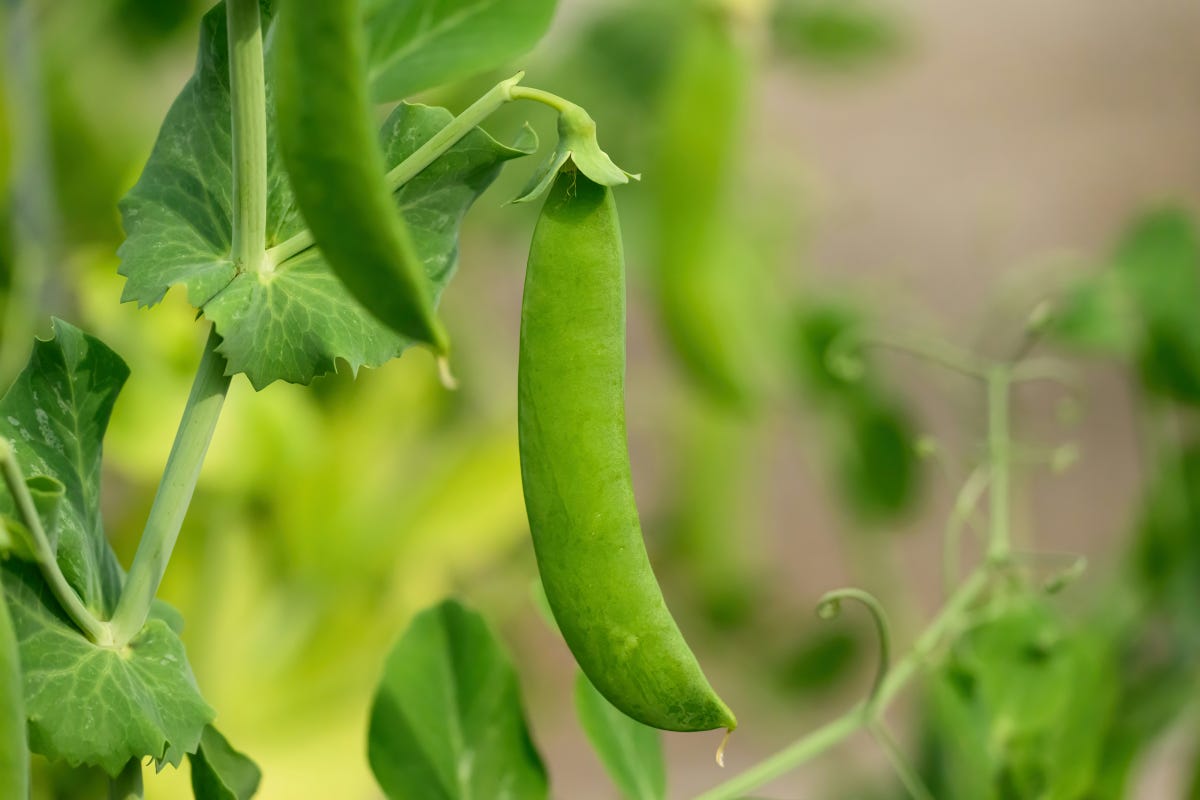 Two big green peapods against a background of pea foliage