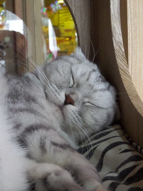Sleeping Cat Sleeping Cat