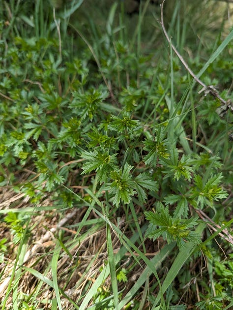 Top row (L to R): P. erecta, A. anserina, G. urbanum, Middle row (L to R): U. dioica, P. lanceolata, P. major, Bottom row (L to R): A. prostata, R. obtusifolius, P. aviculare
