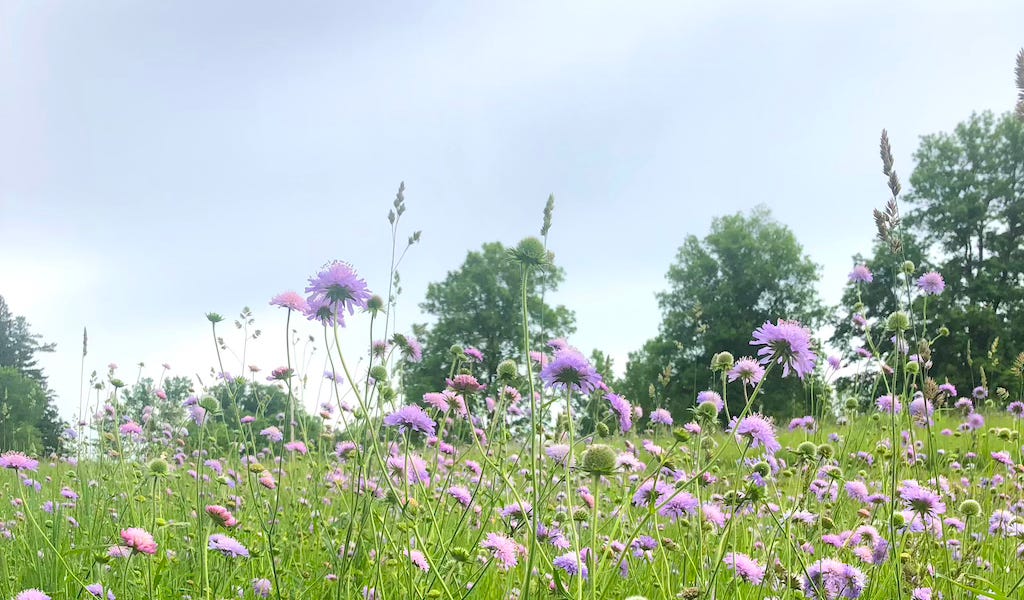 The Exhausted Artist and the Quiet Prairie: A Reflection on Rest and Creation