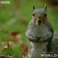 Angry Natural World GIF by BBC Earth Angry Natural World GIF by BBC Earth