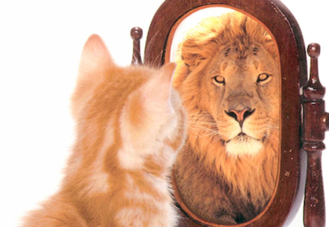 Self-Awareness: What Wolves, Teachers, and Misread Behavior Have in Common