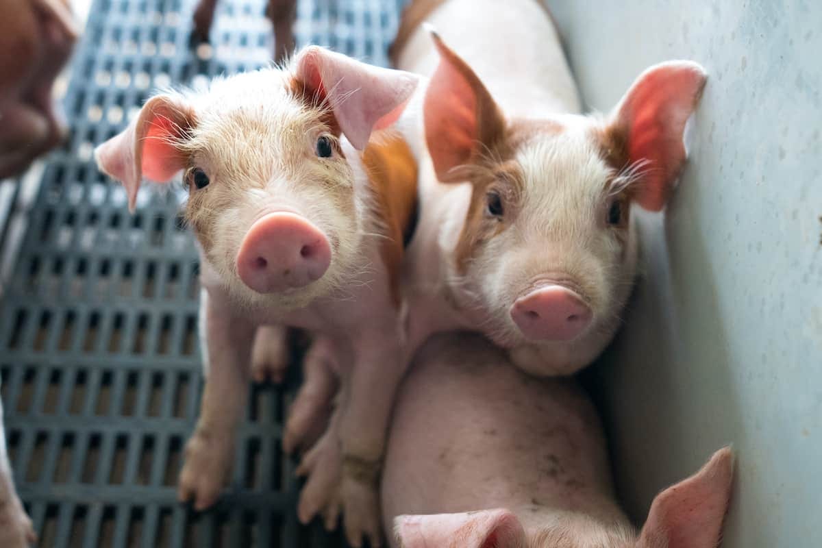 6 Practical Tips When Buying Piglets: Everything to Consider Beforehand 6 Practical Tips When Buying Piglets: Everything to Consider Beforehand