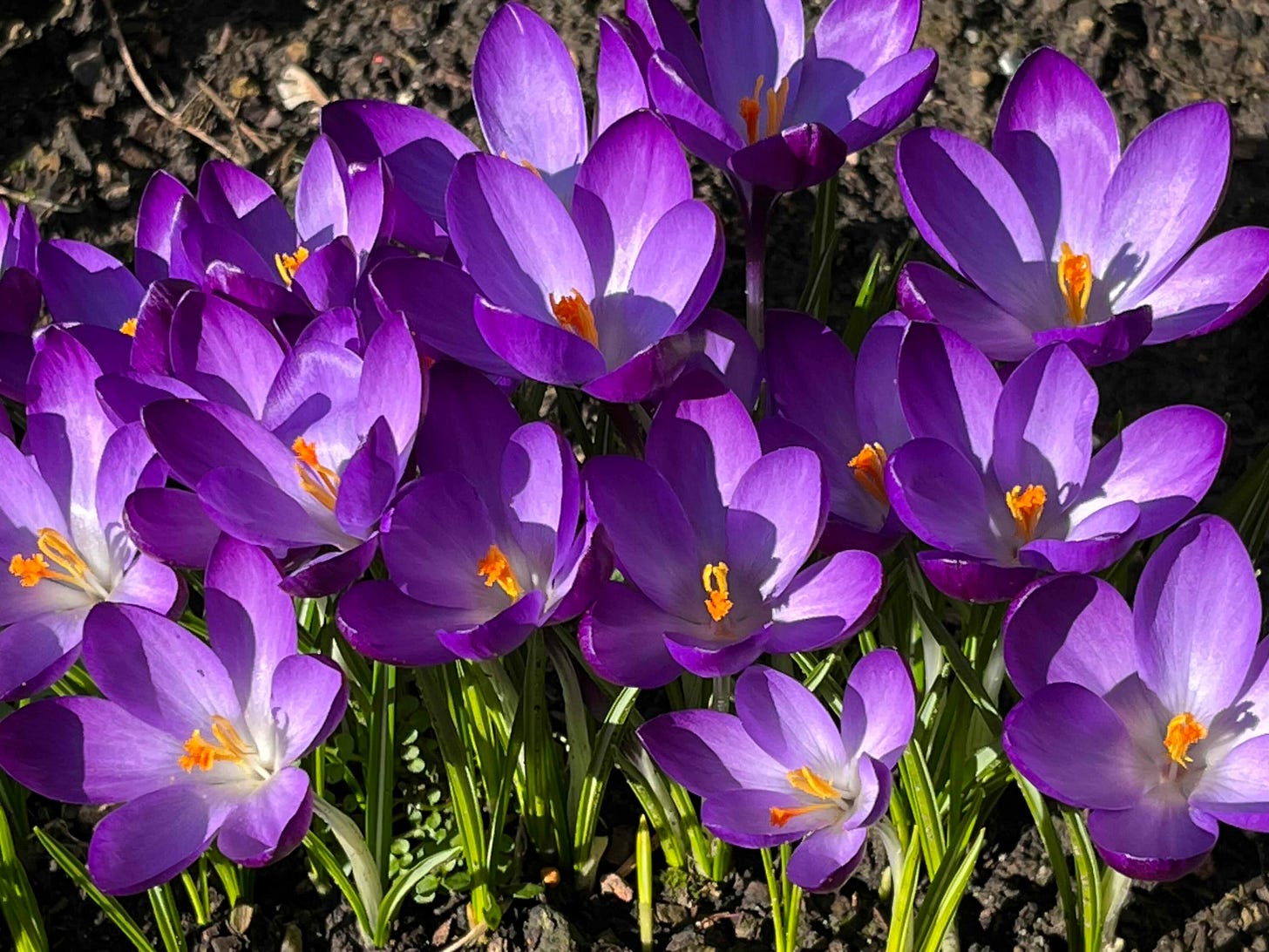 A cluster of vibrant purple crocuses with delicate petals and bright orange stamens blooming in sunlight. The flowers are surrounded by green leaves, contrasting against the dark soil in the background. The petals have a soft gradient from deep purple to a lighter shade towards the center, creating a striking visual effect.