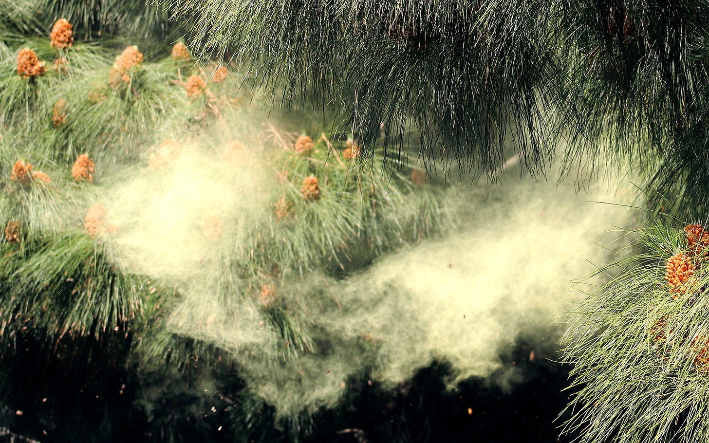Watch a Massive 'Pollen Cloud' Explode from Late-Blooming Tree | Live  Science