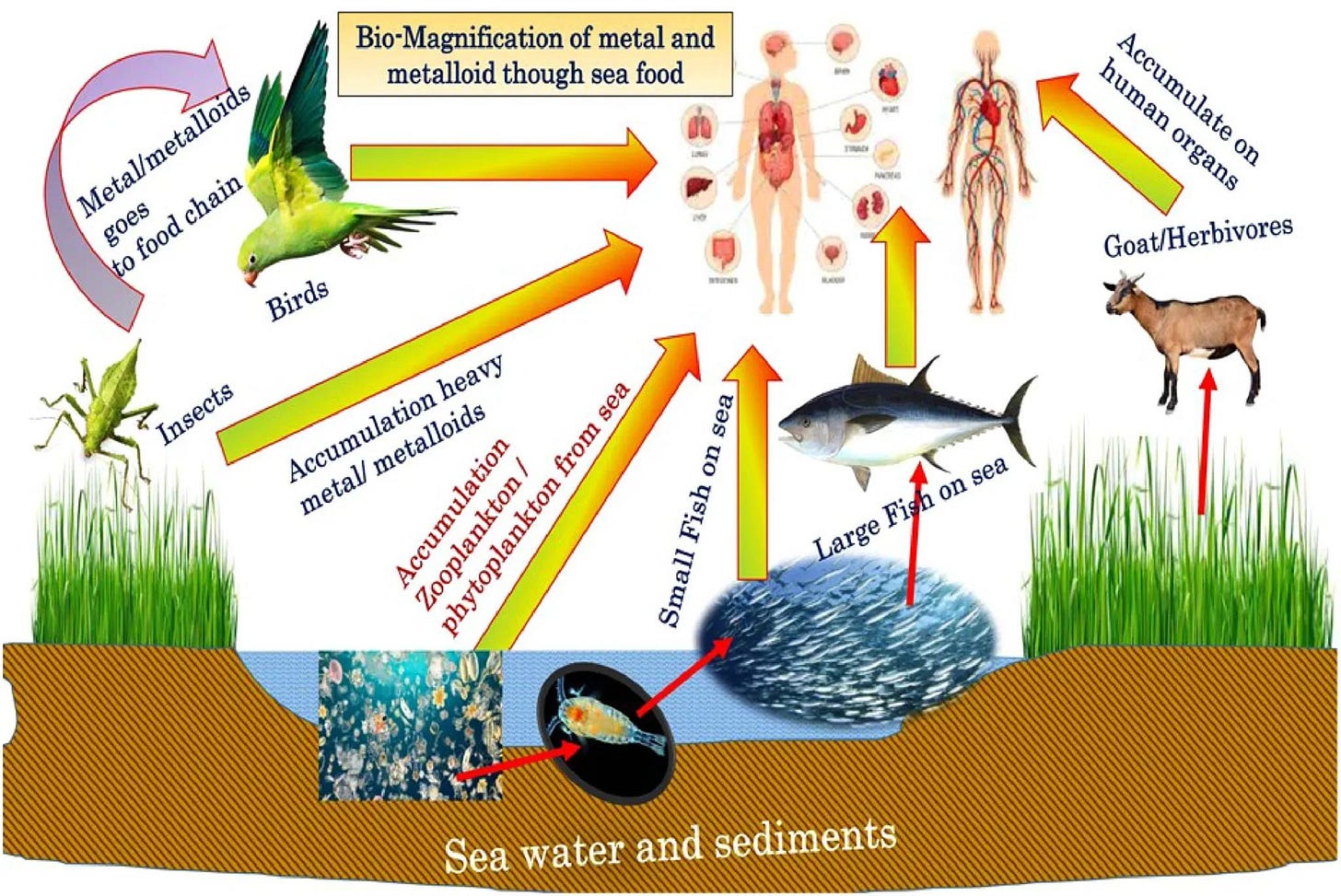 Is seafood still healthy? Toxins bioaccumulate and biomagnify in our food chain
