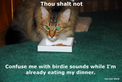 Chase Dinner (lol) Chase Dinner (lol)