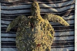 Turtle found covered in more than 1.5 pounds of barnacles, algae